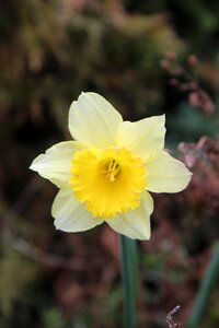 Daffodil narcissus yellow spring photo