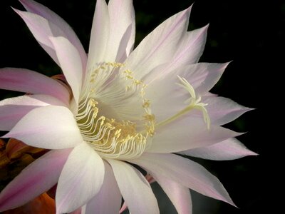 Petal pure floral