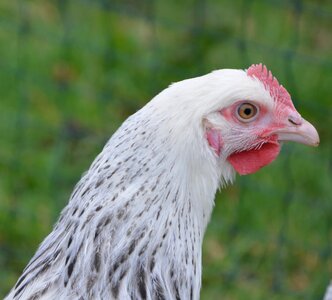 Bird poultry pen photo