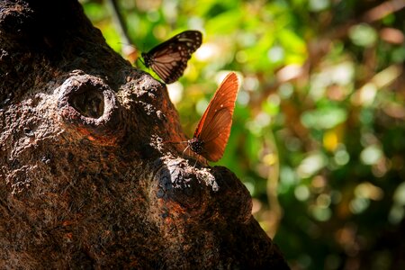 The forests butterfly leaves huge nature