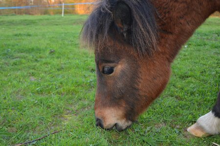 Eat grass ruminant baby pony photo