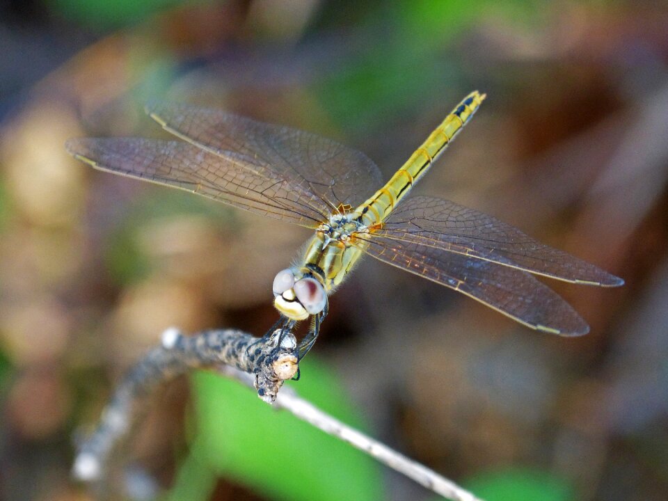 Orthetrum chrysostigma parot of xarreteres dragonfly