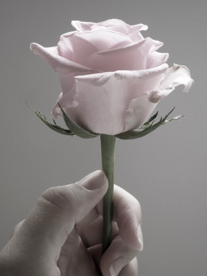 Feminine romantic bloom