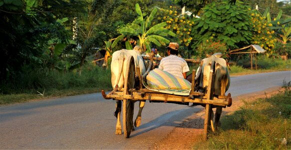 Workman ox cart photo