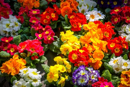Spring garden plant