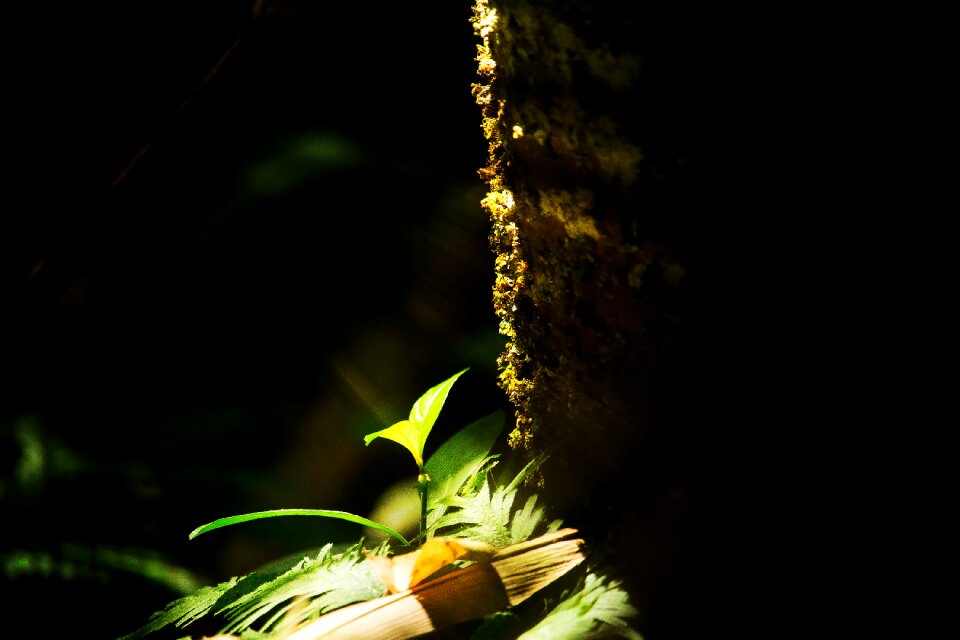 Nature green flowers