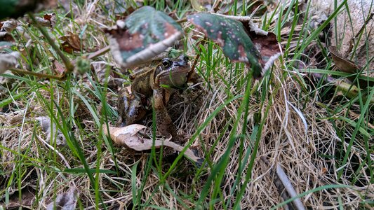 Plant grass wood