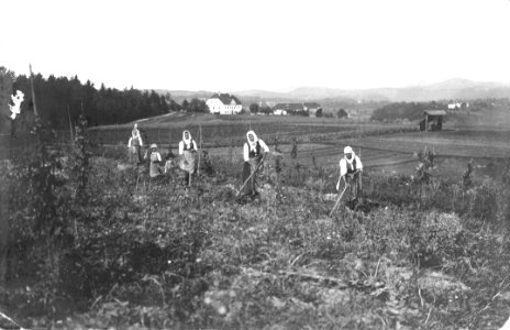 Izkopavanje krompirja v okolici graščine Grumlof 1914