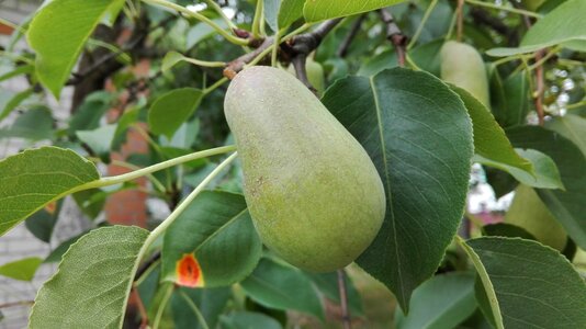 Pear august harvest