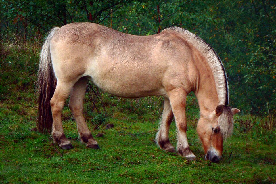 Animal grazing green grass