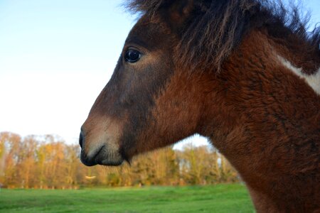 Head young shetland pony mane photo