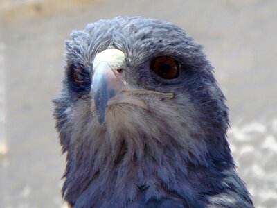 Beak bird of prey head photo