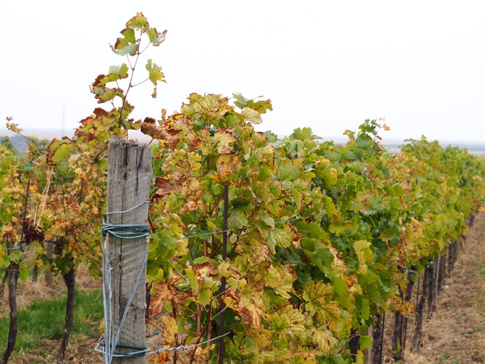 Vine grapes winegrowing
