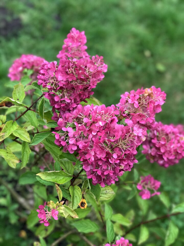 Flowers color grass photo