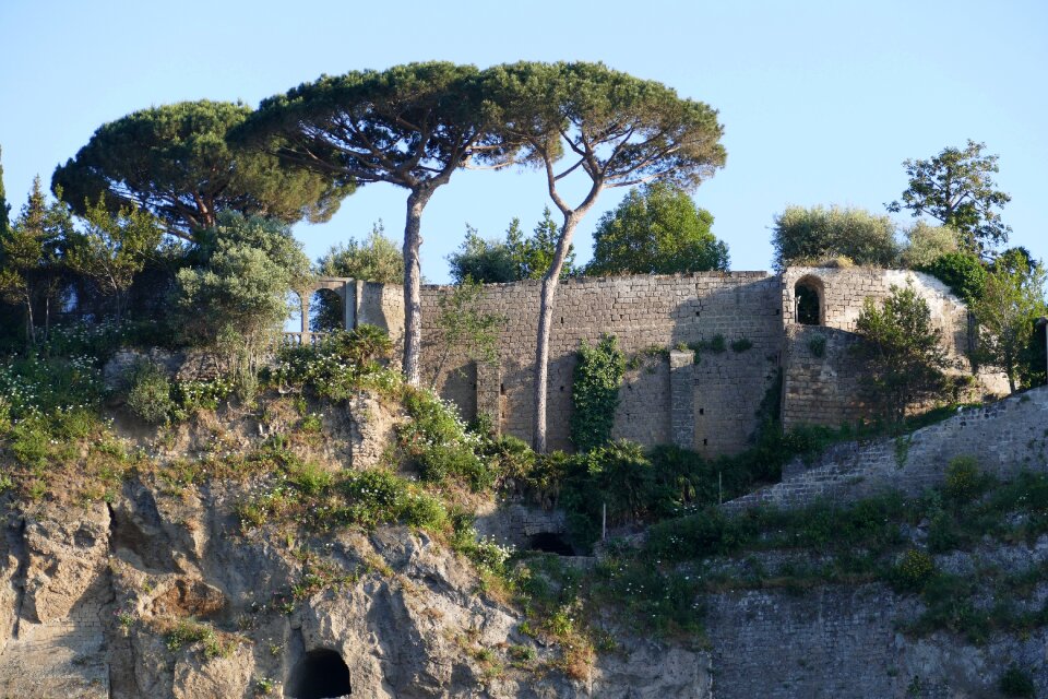 Historically coast pine
