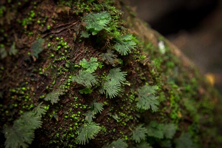 The forests nature bark photo