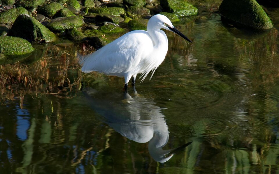 Water nature wildlife