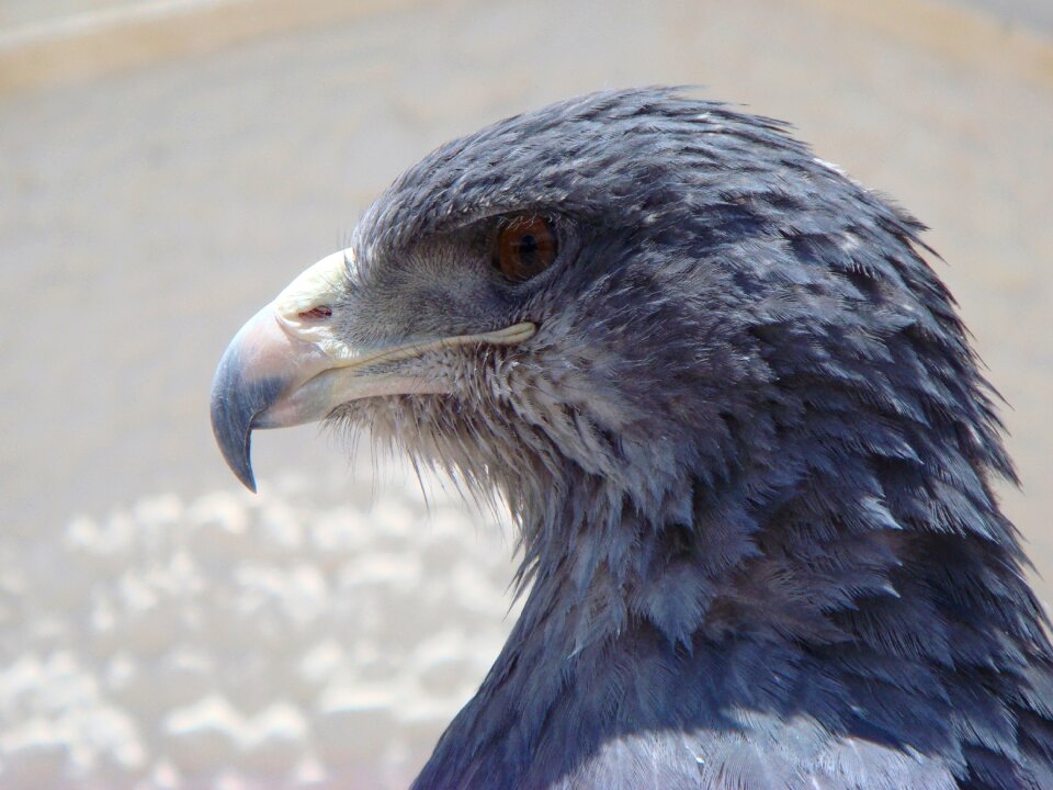 Bird of prey head feathers photo