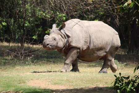 Trappedwildlife mammal wild