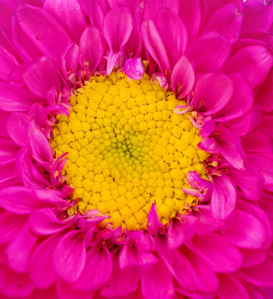 Petal color daisy