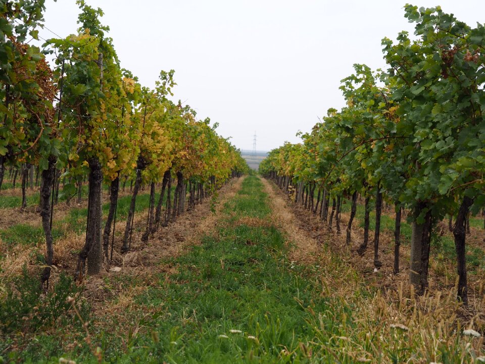 Vine grapes winegrowing