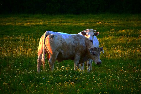 Normandy animals twilight