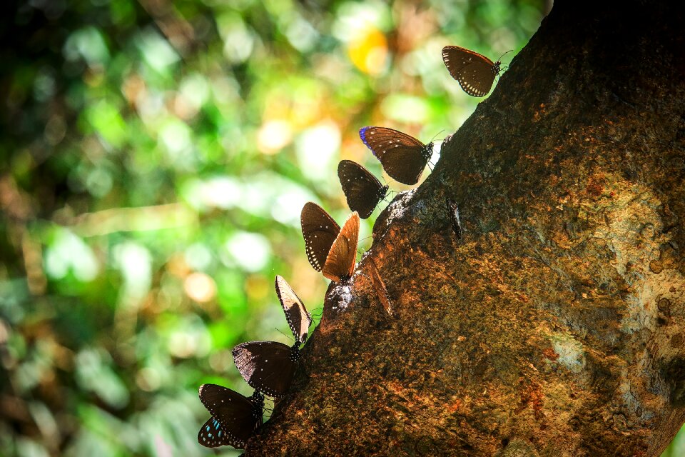The forests butterfly leaves huge nature