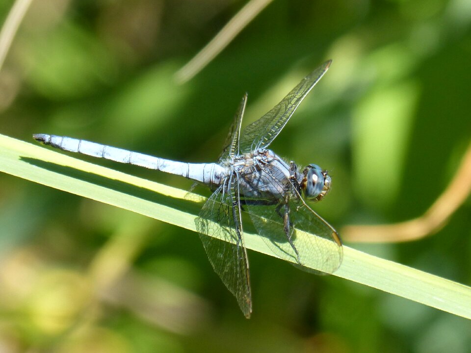 Greenery orthetrum coerulescens wetland