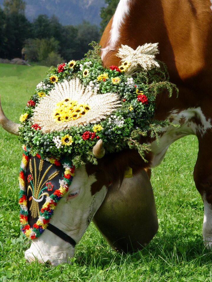Tradition wreath beef bell photo
