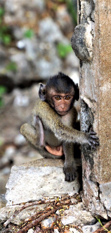 Wildlife animal jungle