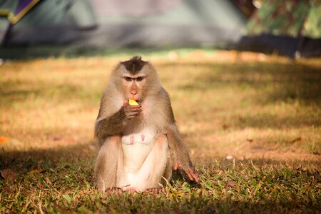 Nature thailand macaque photo