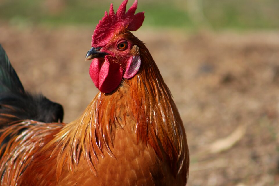 Poultry feather rooster