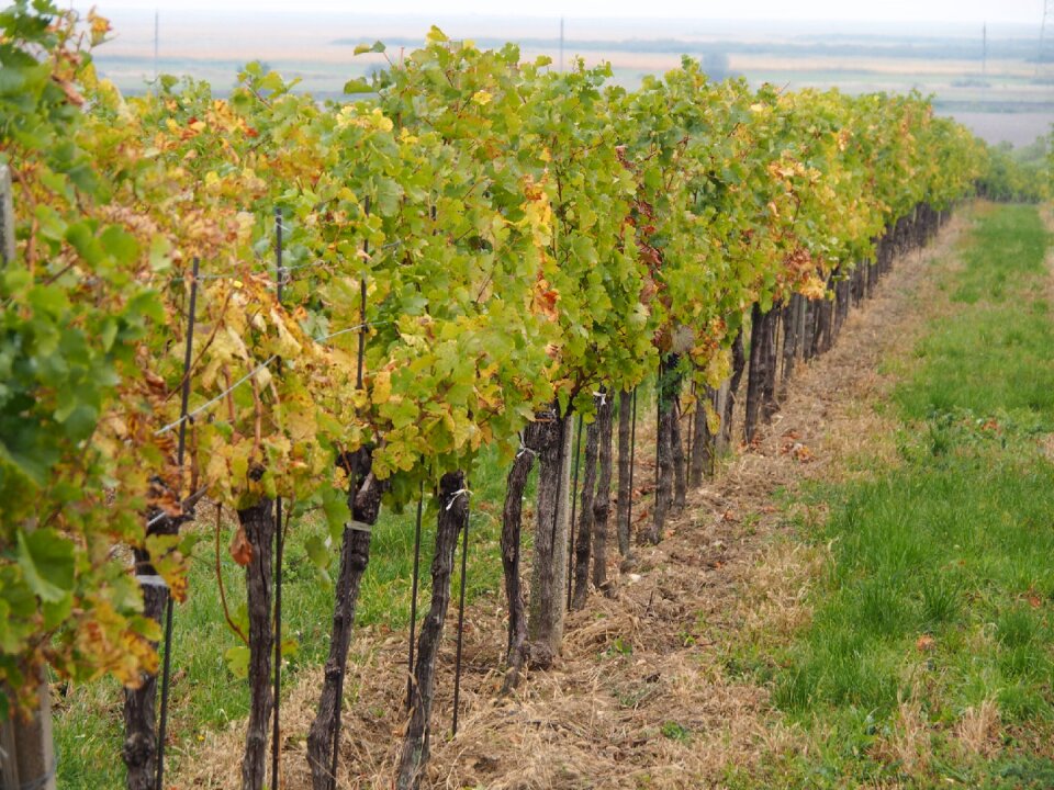 Vine grapes winegrowing