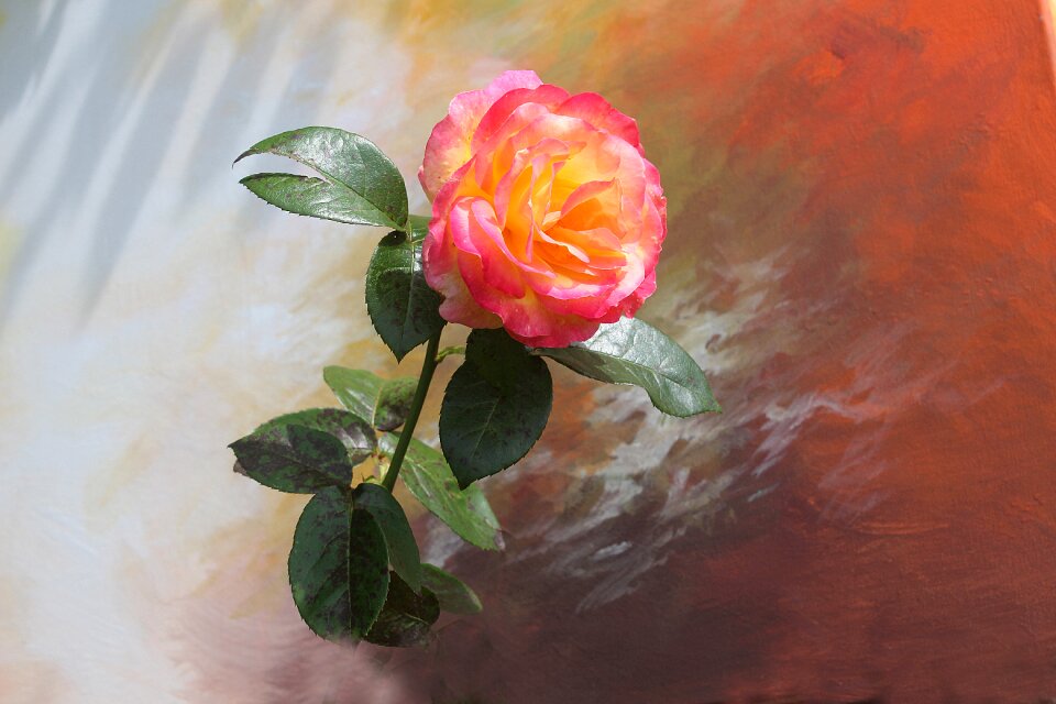 Rose bloom flower blossom