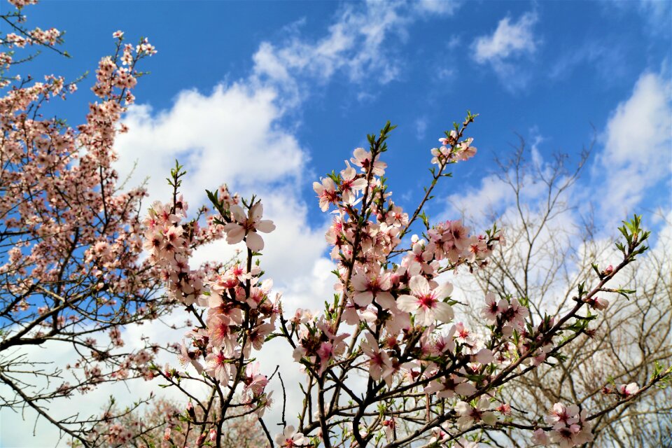 Flowers pink flower pink photo