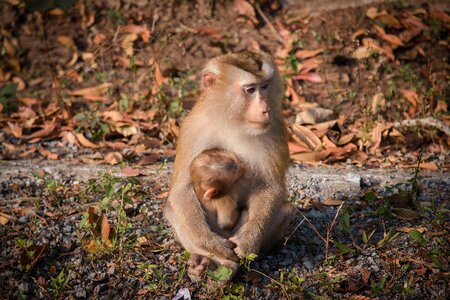 Nature thailand macaque photo