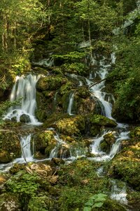 Water spray forest