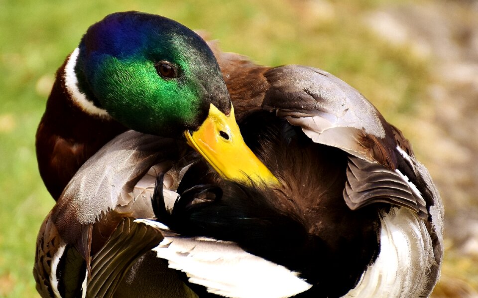 Male water bird duck