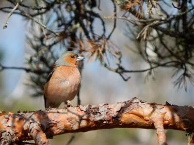 Finland espoo finch photo