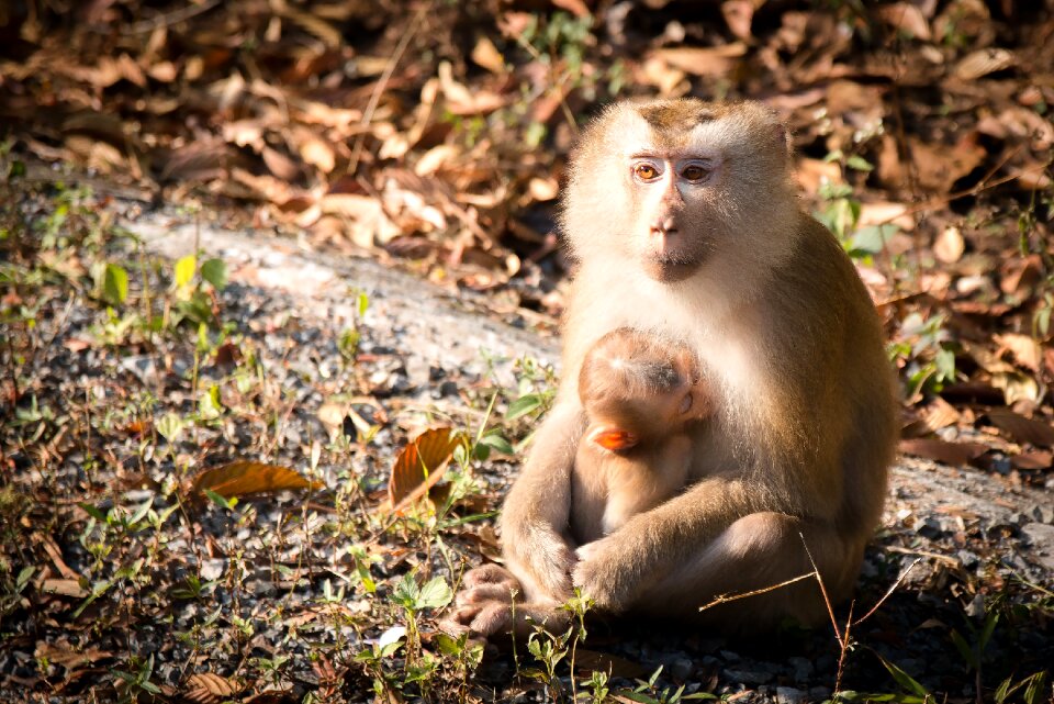Nature thailand macaque