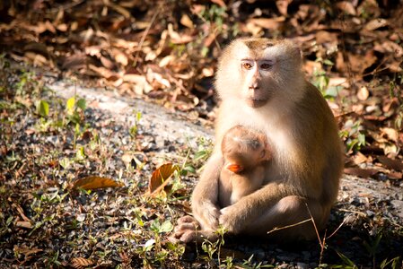 Nature thailand macaque photo