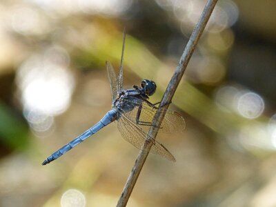 Dragonfly orthetrum coerulescens wetland