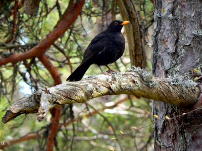 Espoo forest bird