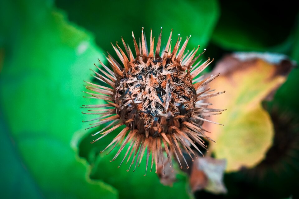 Flower thistle flower autumn