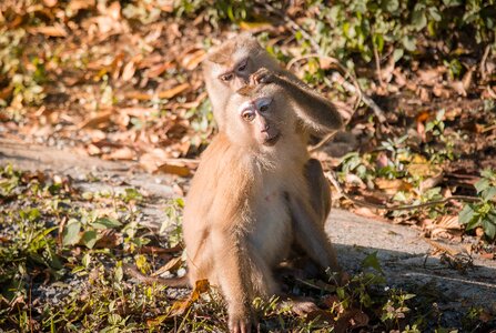 Nature thailand macaque photo