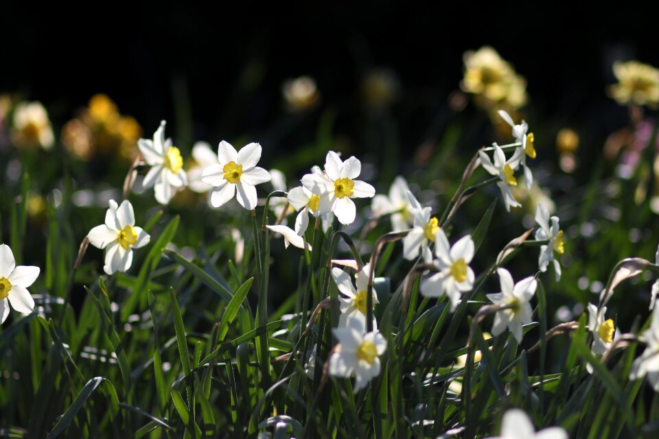 Spring nature plant