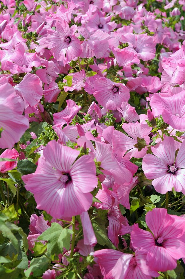 Pink flower sea of flowers summer