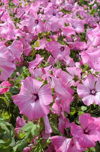 Pink flower sea of flowers summer