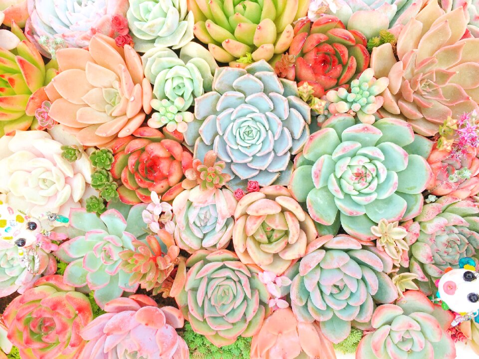 Leaf planting succulent