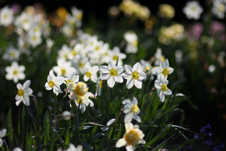 Spring nature plant